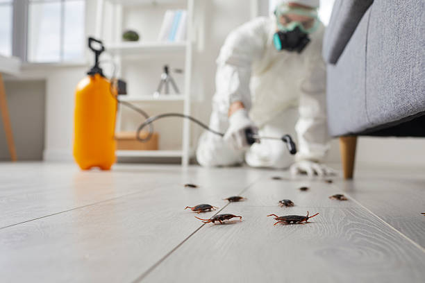 Post-Treatment Bed Bug Interceptor Monitoring in Leominster